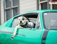 Ice the dog