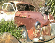 FX Ute Garden Art 282 29 Jpg