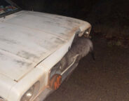 2cbd1280/hq ute back from cape york 6 jpg